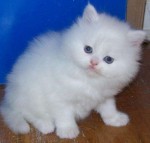 krásne perzské mačiatka na adopciu