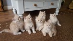 Perzské mačiatka hľadajú novú rodinu,