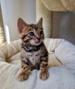 Bengal kittens for adoption