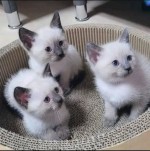 (Whatsapp +420 735 010 594) siamese kittens here now