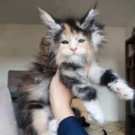 Maine coon kittens ready