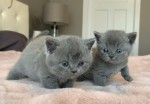 (Whatsapp +420 735 010 594) British shorthair kittens 