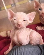 Krásne mačiatka Sphynx na adopciu
