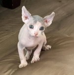 Krásne mačiatka Sphynx na adopciu