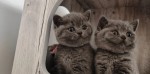 Rodokmeň Britské krátkosrsté mačiatka Pripravené na odchod