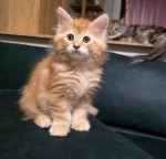 Purebred Maine Coon Kittens