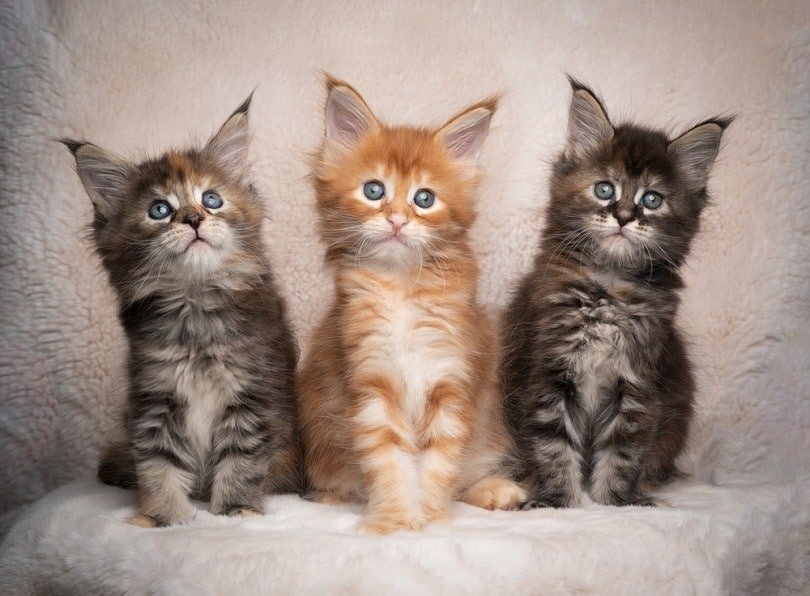 Mačiatka Mainecoon