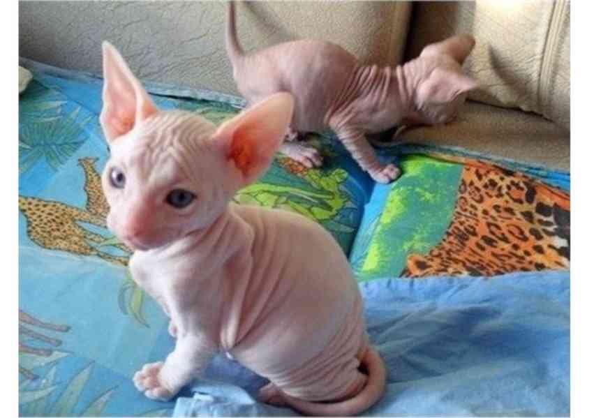 Mačiatka sphynx na adopciu.