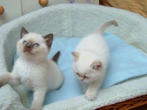 Roztomilé a očarujúce mačiatka plemena ragdoll