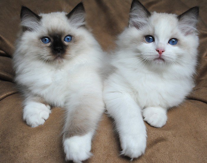 Mačiatka plemena ragdoll na adopciu