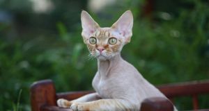 Devon rex