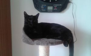Krááásna čierna mačička