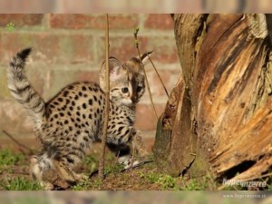  mačiatka savannah pre nový domov