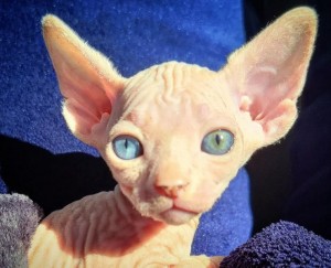Mačiatka Sphynx sú k dispozícii na adopciu 