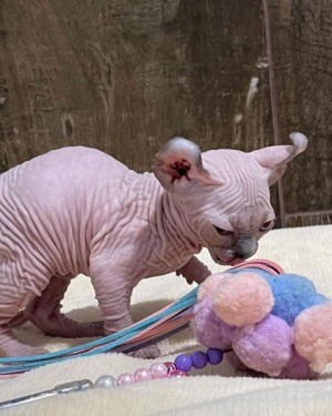 Mačiatka Sphynx na adopciu