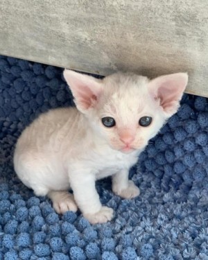 Mačiatka Devon Rex