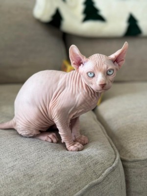 Mačiatka sphynxa k dispozícii