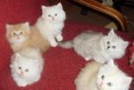 Perzské mačiatka na predaj