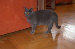  britská modrá mačka