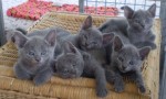 Na predaj modré ruské mačiatka