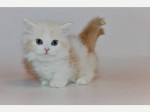 Na predaj nádherné mačiatko Munchkin