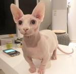 Mačiatka Sphynx sú k dispozícii na adopciu