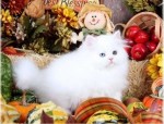 Krásne perzské mačiatka. Whatsapp me +358469435676