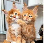 Mačiatka Maine Coon