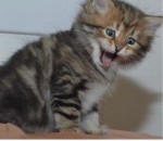 Mačiatka Mainecoon