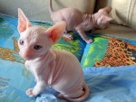 Mačiatka Sphynx