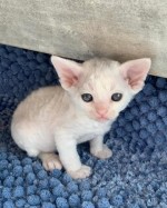 Mačiatka Devon Rex