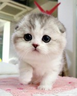 Mačiatka Munchkin