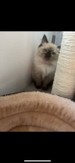 Ragdoll