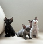 Krásne mačiatka Devon Re