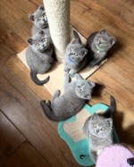 Britské krátkosrsté mačiatka – Starostlivo odchované