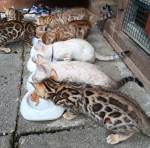 bengal macka bengalska maciatka  – fotka 1
