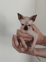 Sphynx bez PP