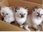 Mačiatka plemena ragdoll na adopciu