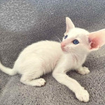 Rozkošné mačiatka Devon Rex na predaj. WhatsApp číslo +447745352270