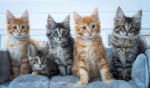 Krásne mačiatka mainskej mývaliej mačky na adopciu