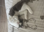 Macicku Ragdoll 