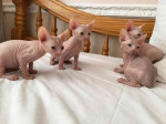 Milujem roztomilé a milé mačiatka sphynx na adopciu.