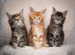Mačiatka Mainecoon