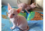 Mačiatka sphynx na adopciu.
