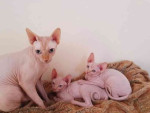 Krásne a roztomilé mačiatka sphynx na adopciu.