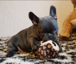 French Bulldog Puppies