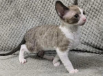 Mačiatka plemena Cornish Rex na predaj