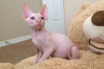 Mačiatka sphynx na adopciu.