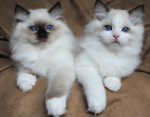 Mačiatka plemena ragdoll na adopciu