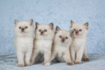 Krásne mačiatka plemena Ragdoll (farba „flame point“) pripravené na odber